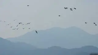 주남저수지 재두루미 검은목두루미 흑두루미