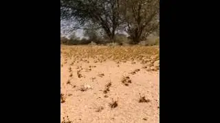 #eurasian roller #animals shorts video