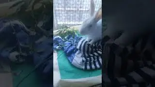 My white rabbit have fever