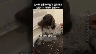 실수로 너무 짧게 잘린 발톱 때문에 완전히 삐져버린 강아지