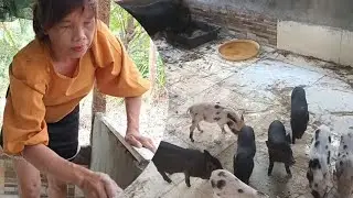 Repairing Pig Cages From Fish Ponds, Journey to Buy Mother Wild Boar and 8 Piglets to raise.