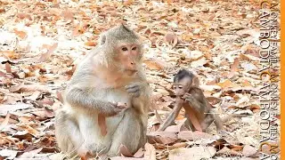 Cute baby monkey Ellen learns foraging for her mom by miming.