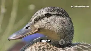 Ducks in 120 Seconds: Quacks, Facts, WOW!