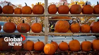 Economic woes are not deterring Canadians from spending more on Halloween