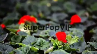 Pull focus shot of flowers. Garden flowers are seen in a ...