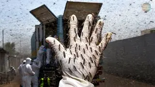 Scientists Released MILLIONS Of Tiger MOSQUITOES Into The WILD | Here&rsquo;s What Happened 10 Years Later