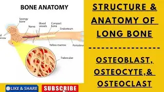 Anatomy of a Long Bone || Structure of a long bone in Hindi English #anatomy #longboneanatomy #neet 