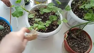 Комнатные растения#растения на кухне