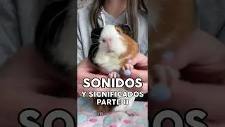 Sonidos de Cobayas y significados 2 #animales #mascota #acure #conejillodeindias #cuyo #guineapig