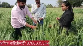 सरदार गहू🌾 3 वर्ष्या पासून चे अनुभवी शेतकरी ‼️