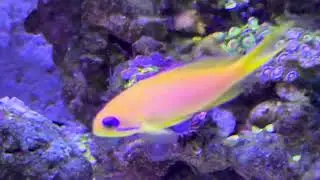 16 week over view of the 60cm x 60cm reef tank