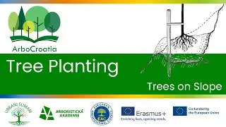 E-learning / Tree Planting / #8 / Trees on slope
