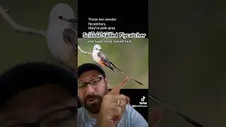 The Bird of the Week this week: Scissor-tailed Flycatcher