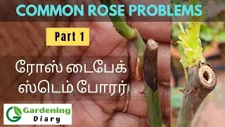 Common Rose problems & fixes - Part 1 (Dieback,Stem borer) in Tamil.ரோஸ் வளர்ப்பு பிரச்சினை & தீர்வு