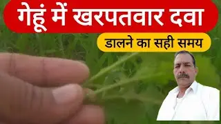 गेहूं में खरपतवार नाशक दवा कब डालें ट