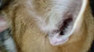 Trixie Ear-Care | Чистим ушки котику|Масик в эфире 🐈