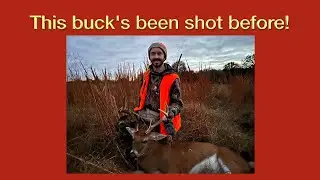 This buck's been shot before!