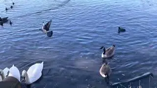 This Canada Goose is aggressive, and even hit the winger on another goose! But he's not the king!