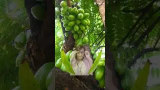 kamias the sister of balimbing(starfruits)#soft#sour#kamias(bilimbi)#asmr #shorts