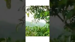 Tree is used for making slingshots. #shorts