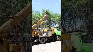 Trim several malunggay trees near 20 kv line