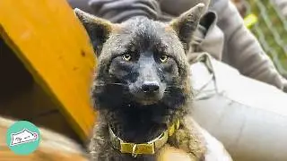 People Spot Wild Coyote Playing With Their Dogs. Here Comes Plot-Twist! | Cuddle Buddies