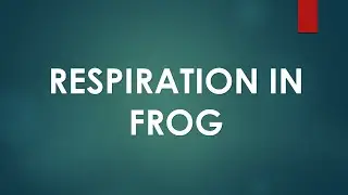 Respiratory system in Frog