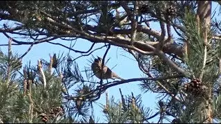 Cirl Bunting - Cirlgors [very rare in the Netherlands]