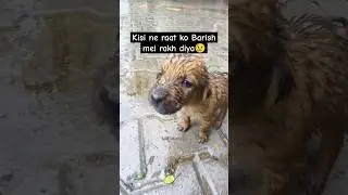 Cute Street Puppy Crying In Heavy Rain #shorts