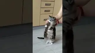 cute cat | belly dancing cat | belly dance
