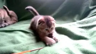Ru-Star Fold - питомник шотландских кошек г. Москва
