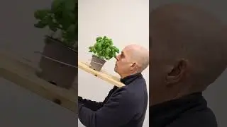 Basil slide 🛝🪴🍃