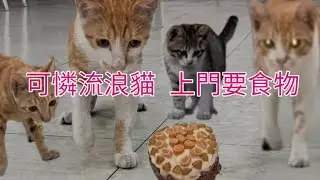 🎂Feed cake to hungry stray cats😸