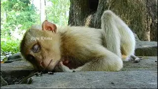 Orphan monkey Lyra returned home on her own since yesterday after being reported missing for a week.