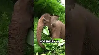 This Elephant Crushes Its Food Like a Pro #ElephantPower #FoodCrushPro #WildlifeMoments