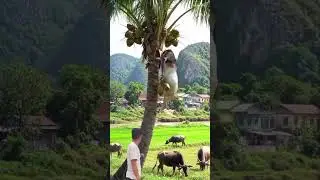 fat cow sheep climb #shorts #amazing