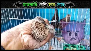 আজ ডাকাত মহারাজের রাজত্ব শেষ ⚡ Jactok