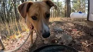 Beautiful Day on Woody Mountain 🌲 | 4-Mile Hike & Run with Angel Dog 🐾