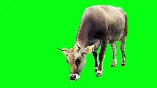 green screen video cow no copyright #greenscreen #cartoongreenscreen #animalgreenscreen #cowdance