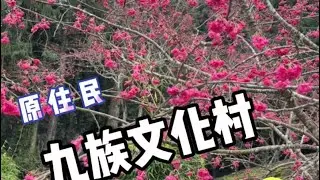 台灣九族文化村 ￼賞櫻花 ￼ 2025年2月6號