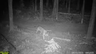 Mountain Lion On The Prowl At Night | Cellular Trail Camera Video
