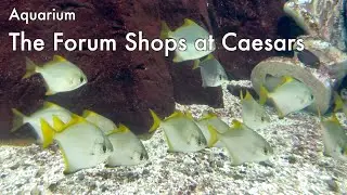 The Atlantis aquarium at The Forum Shops inside Caesars Palace