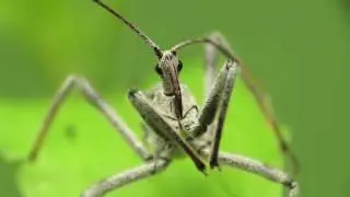 Raynox DCR-250 Super Macro Assassin Bug