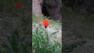 گل شقایق وحشی در کوهستان | زیبایی ناب طبیعت ایران #shorts  #طبیعت_ایران#کوهستان#طبیعت_بکر