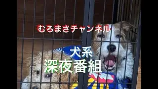 🩷1月18日🩷【全世界へ配信します⁉️フラフラですが⁉️】　#癒し#かわいい #犬 #トイプードル #ジャックラッセルテリア
