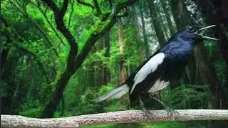 TERAPI DASAR SUARA BURUNG KACER NGEPLONG PAGI, DIJAMIN BIKIN KACER LAWAN LANGSUNG NYAUT BUNYI GACOR