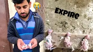 All Australian Parrots Babies Will Die😞