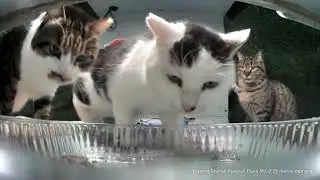 Huanzi cats squabble over the bowl again