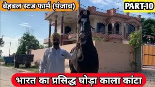 India's famous horse Kala Kanta (Bahbal Stud Farm)