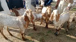 Dunyapur Bakra Mandi 2026qurbani goats champion breed arrived big breed 